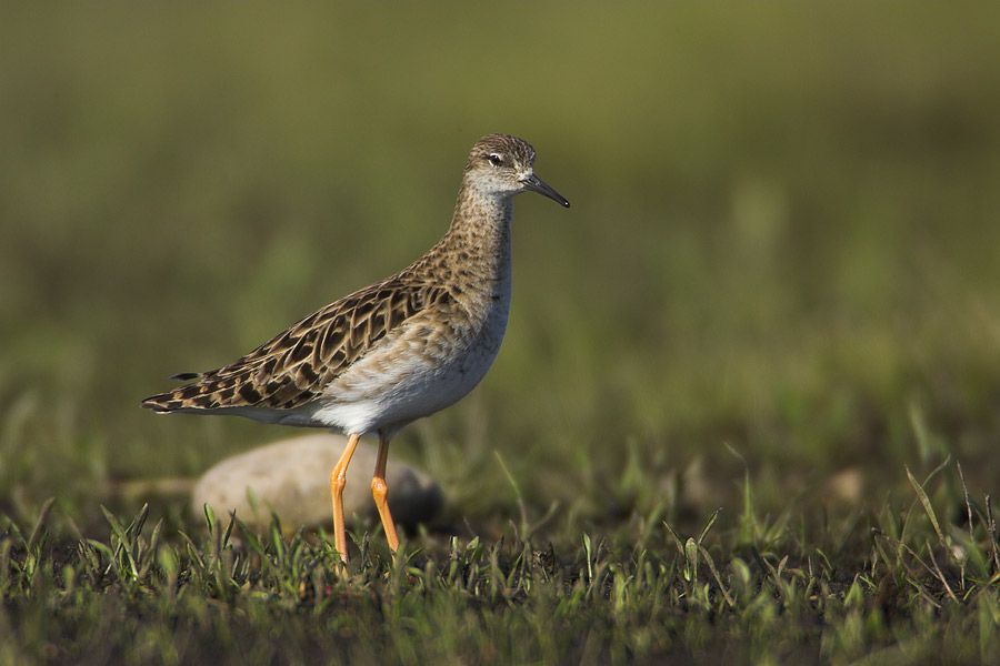 Ruff's female