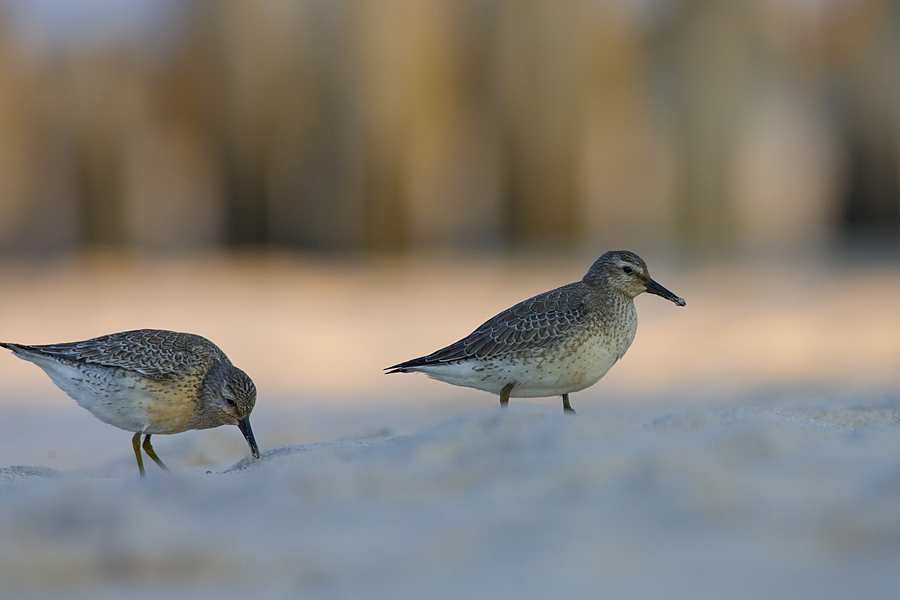 Knots resting on a sea coast