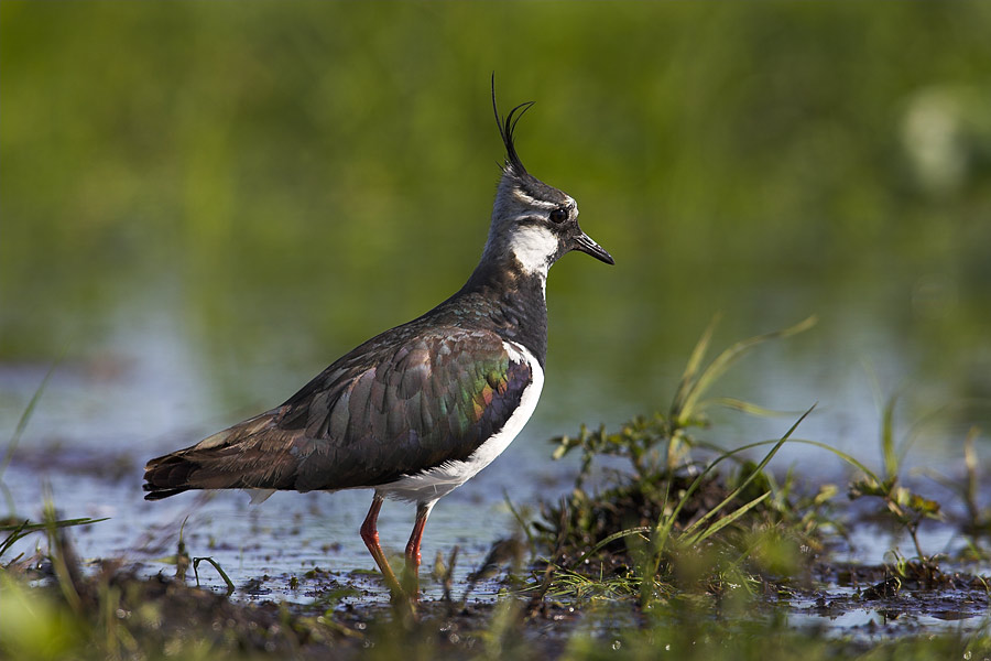 Lapwing