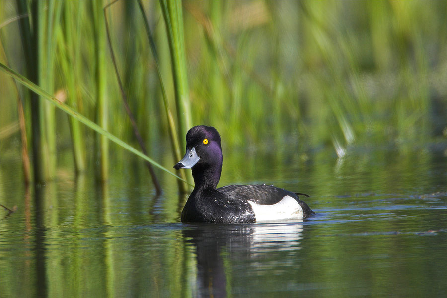 Tufted Duck