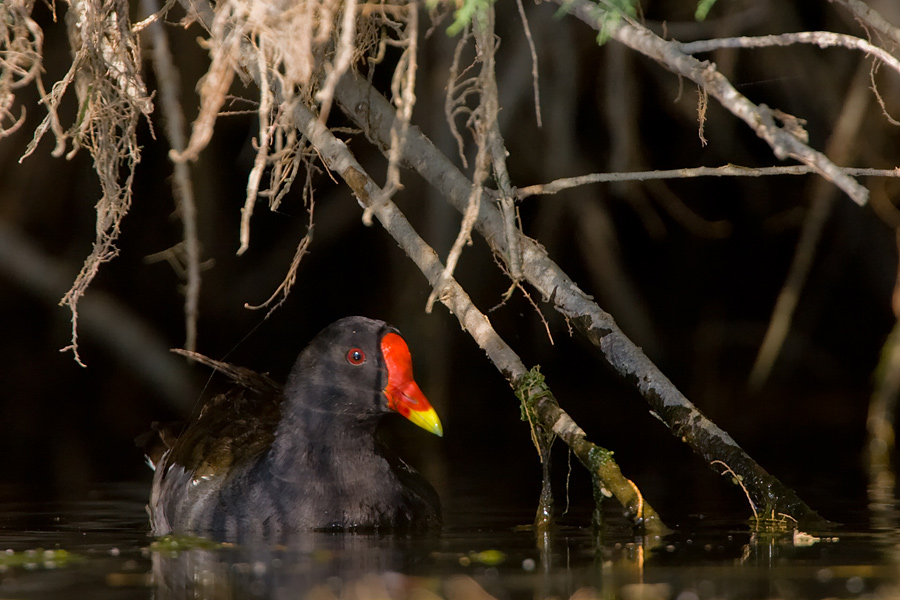 Moorhen