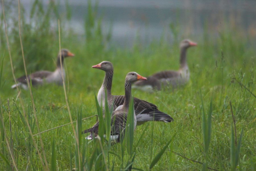 Greylag Goose with it's babies