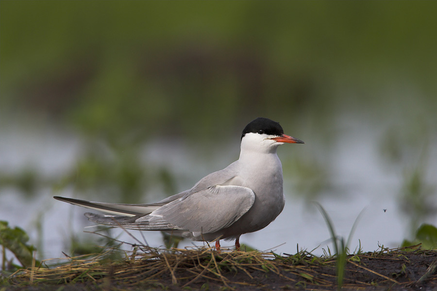 Common Tern