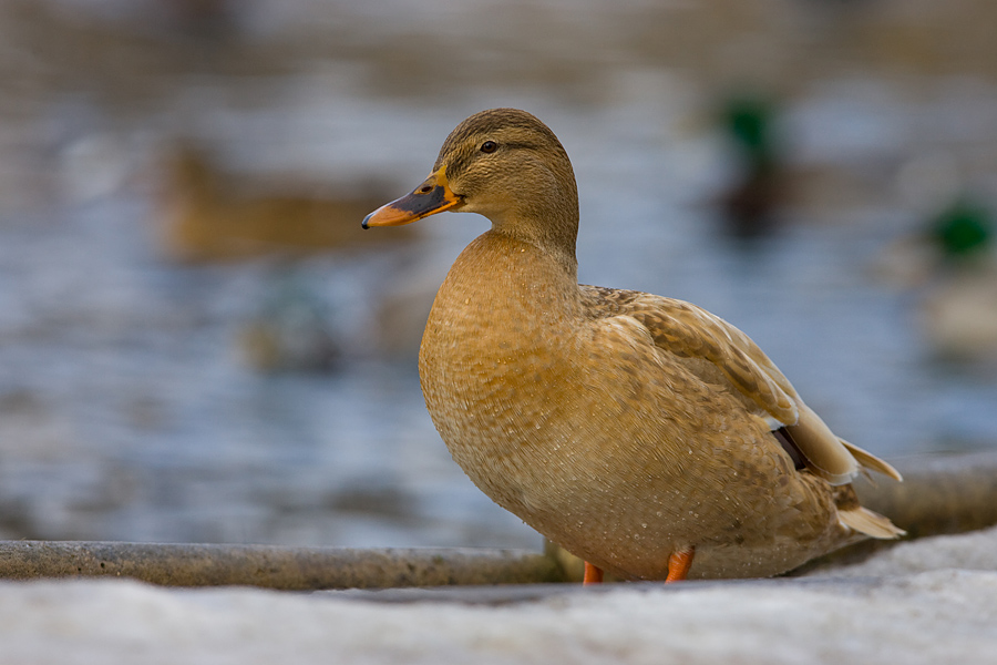 Mallard