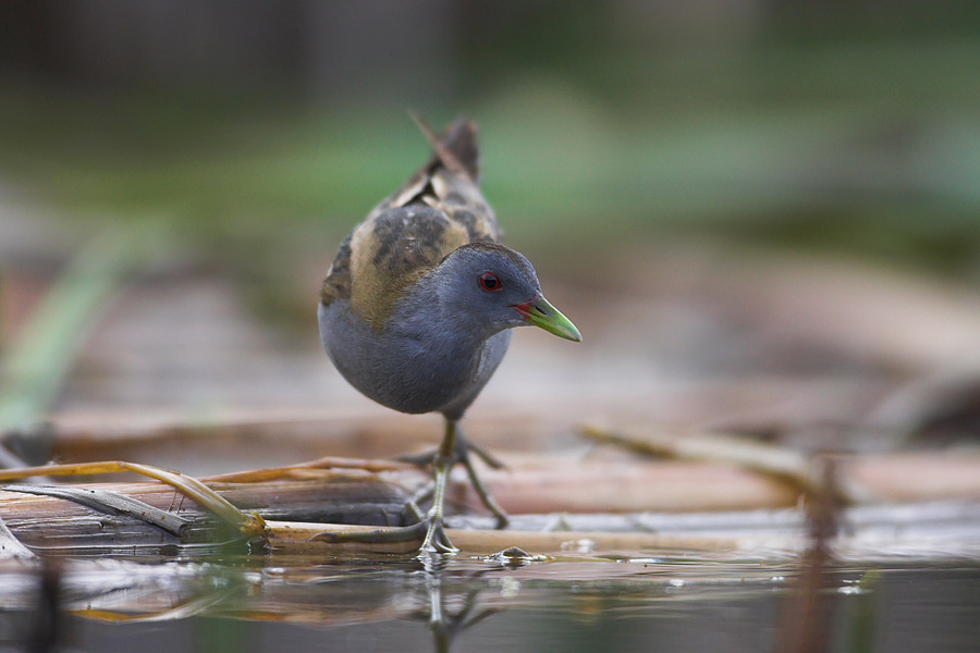 Little Crake