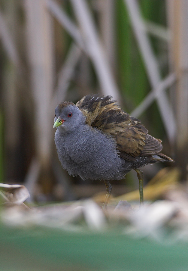 Little Crake