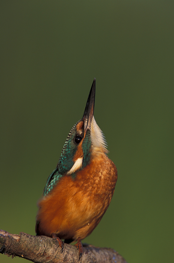 Kingfisher looking in the sky