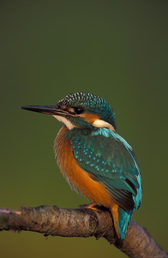 Kingfisher