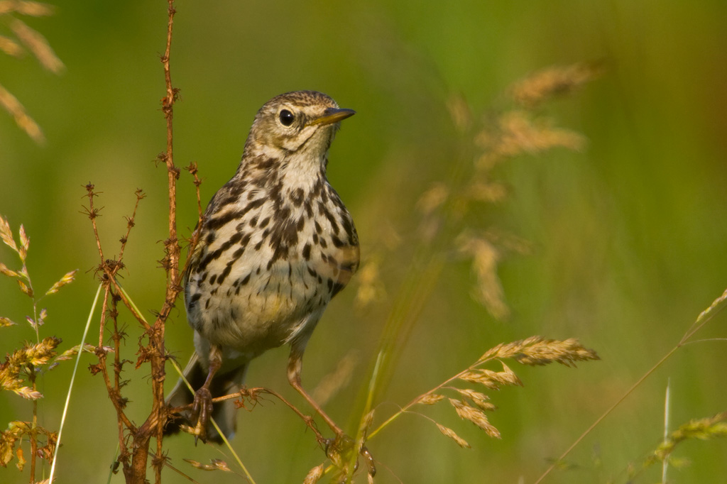 Meadow Pipit