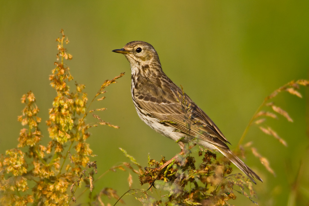 Meadow Pipit