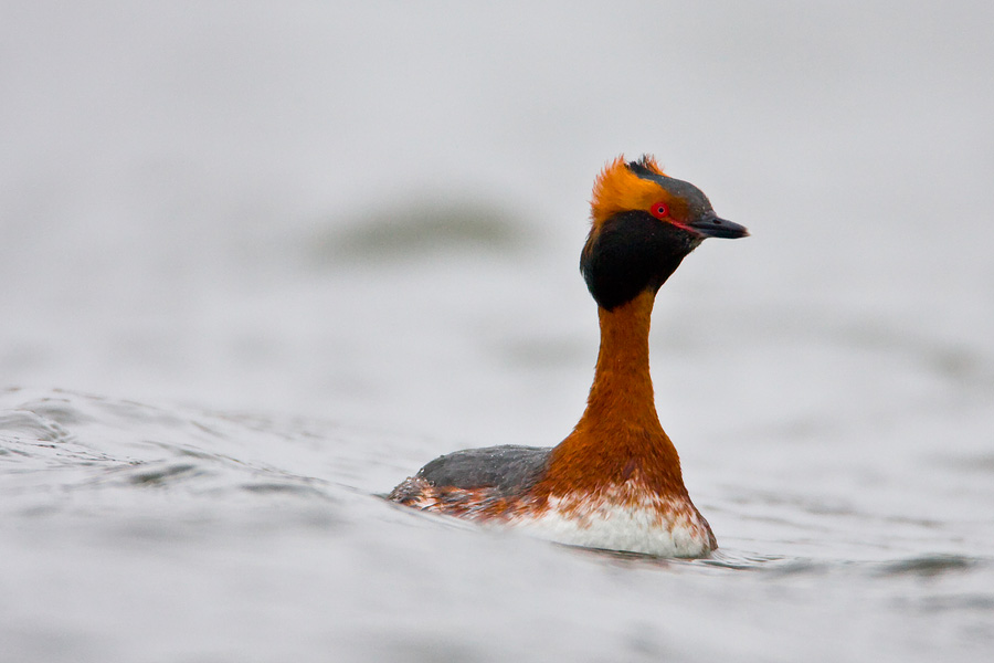 Horned Grebe