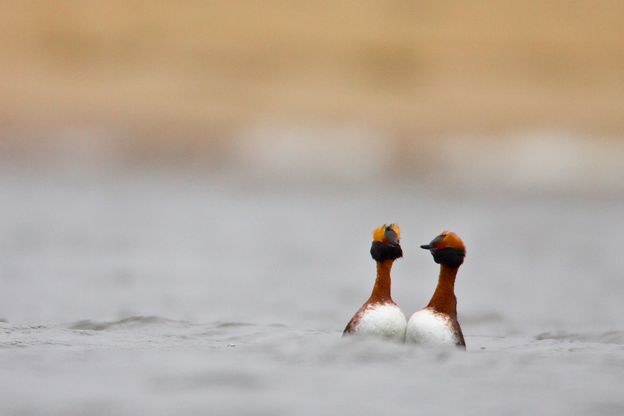 Horned Grebes on display call