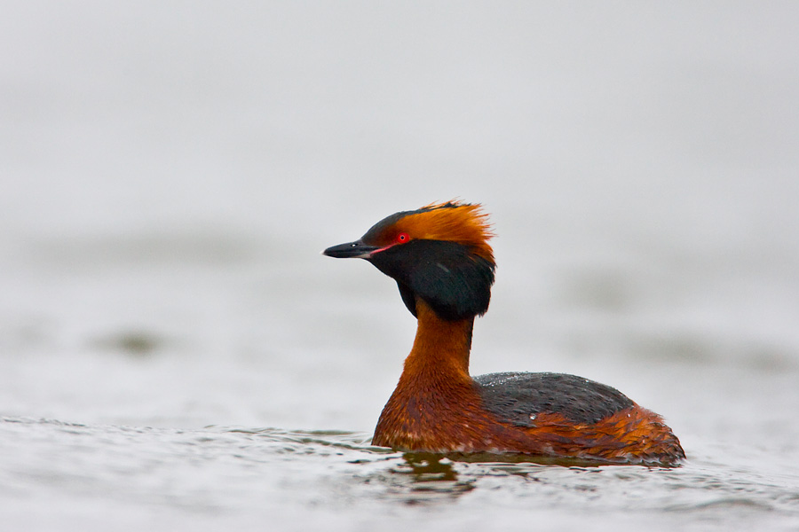 Horned Grebe