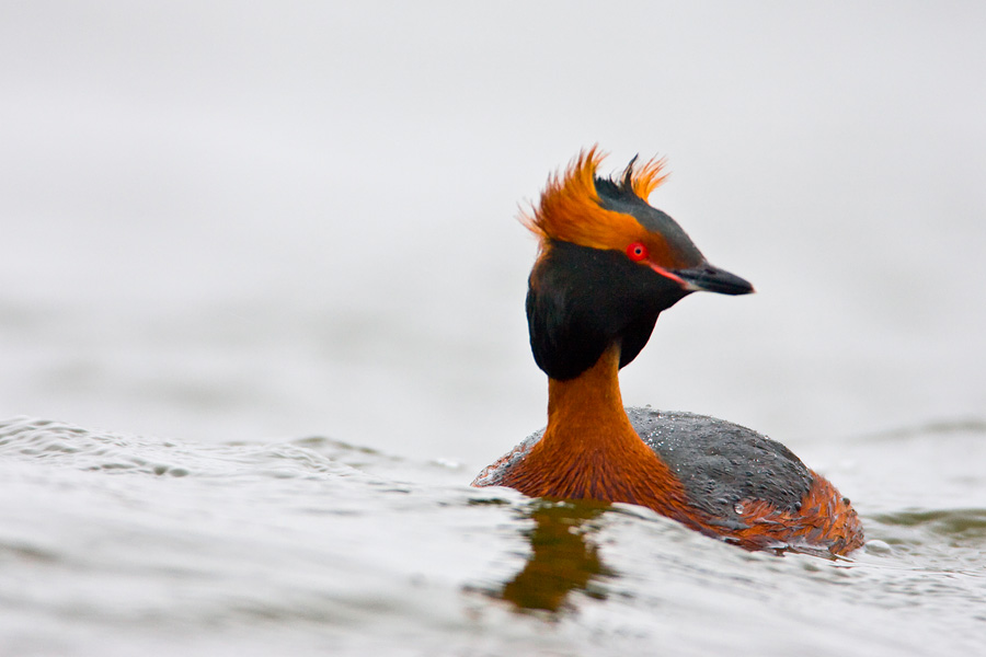 Horned Grebe