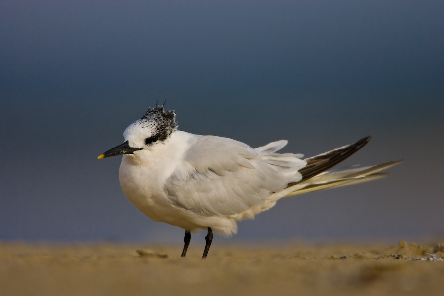 Sandwich Tern