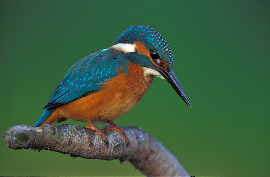 Kingfisher