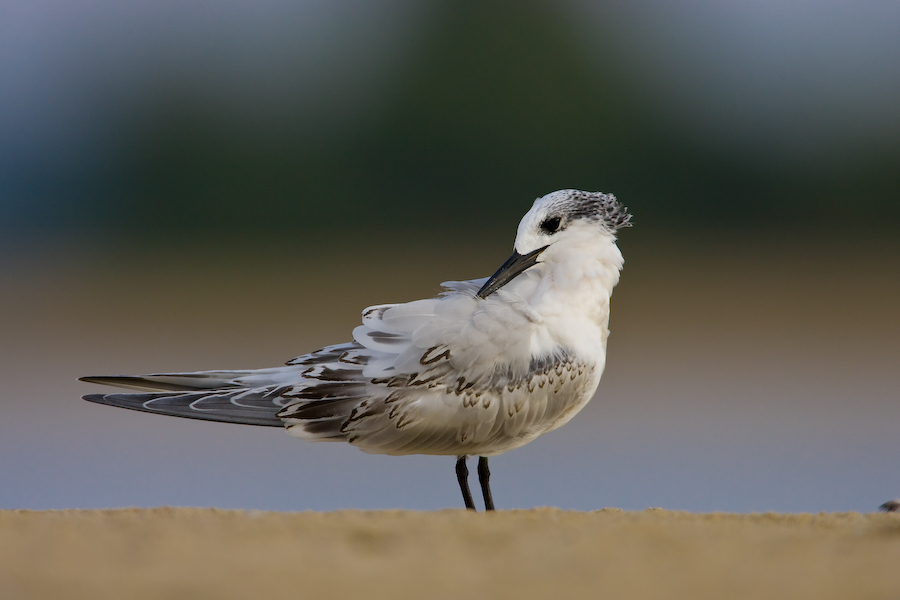 Sandwich Tern