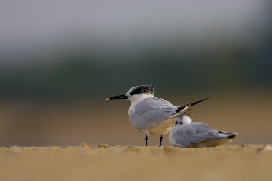 Sandwich Tern