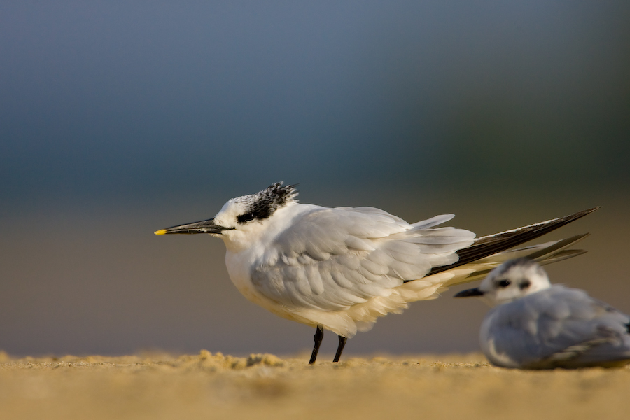 Sandwich Tern