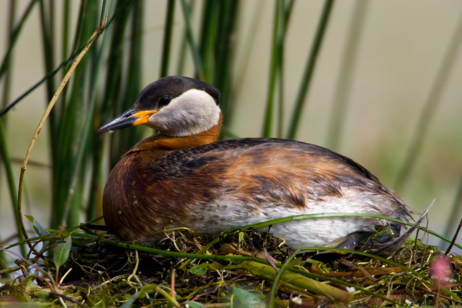 Red-Necked Grebe