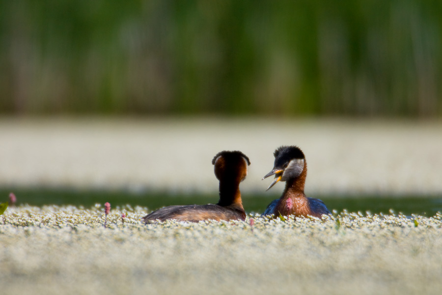 Red-Necked Grebe's display call