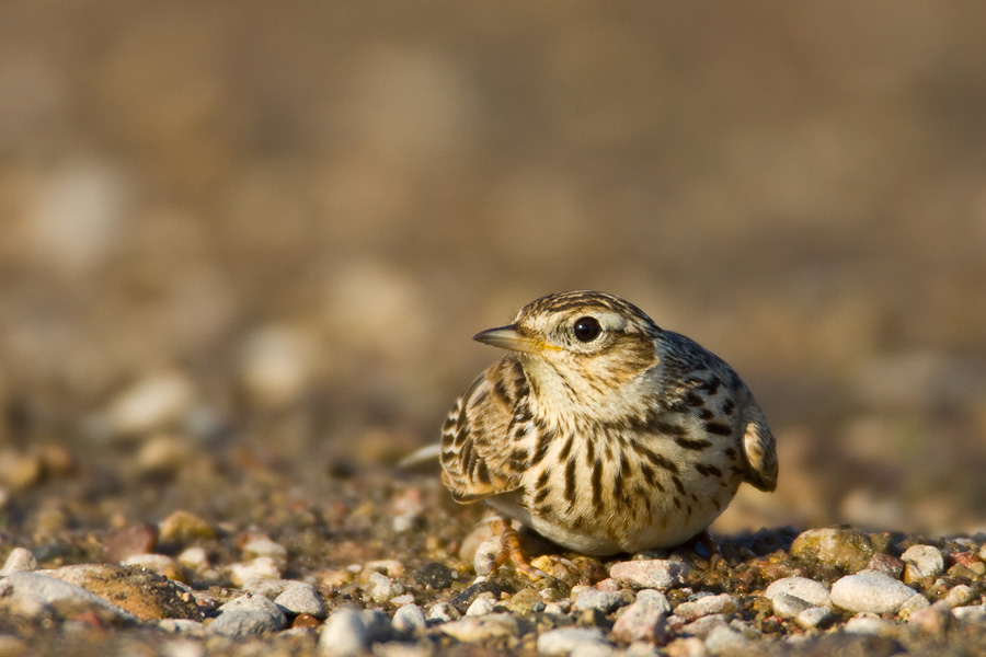 Skylark