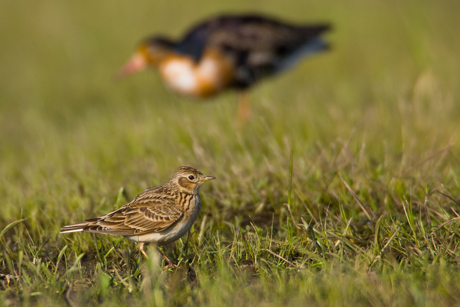 Skylark