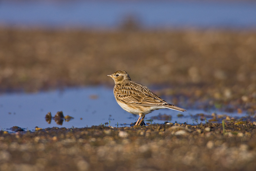 Skylark