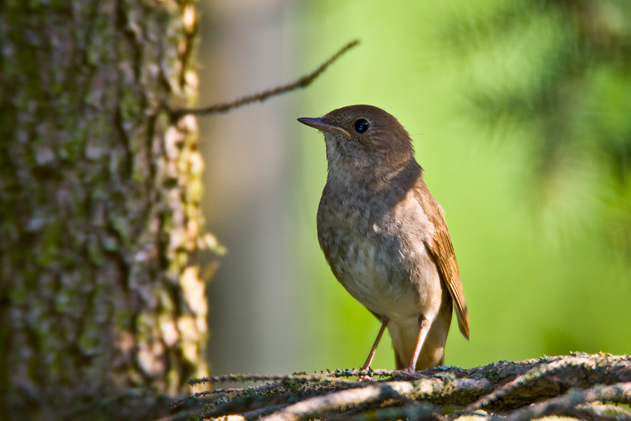 Thrush Nightingale