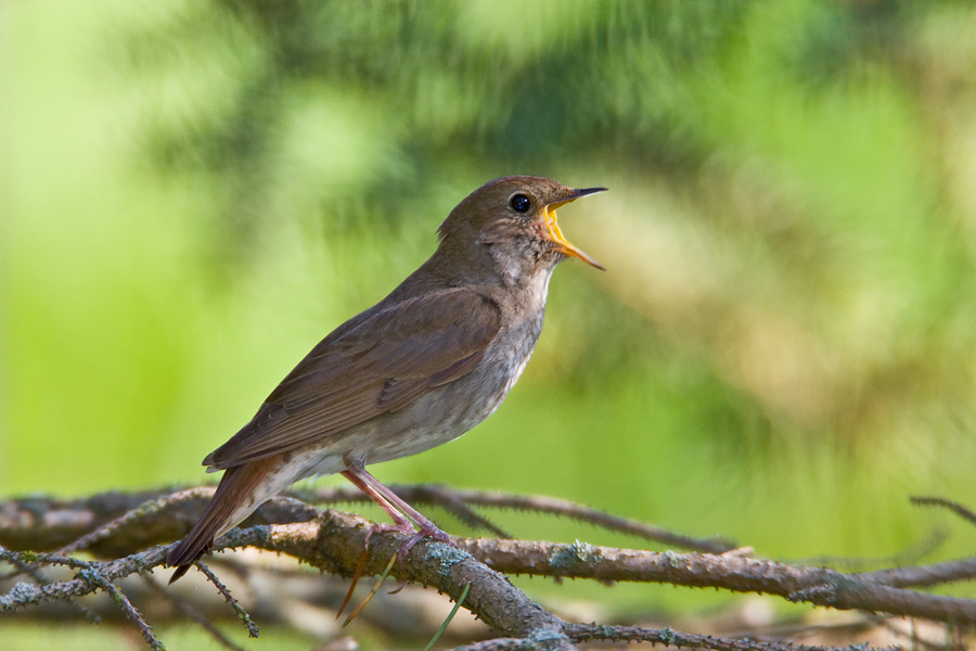 Thrush Nightingale