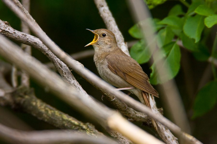 Thrush Nightingale