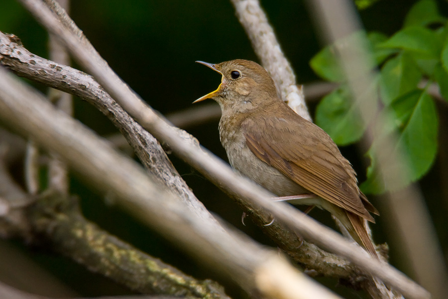 Thrush Nightingale