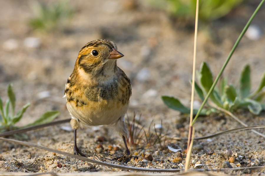 Lapland Bunting