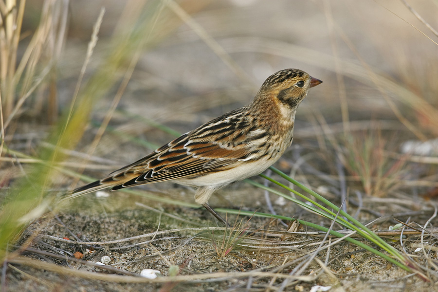 Lapland Bunting