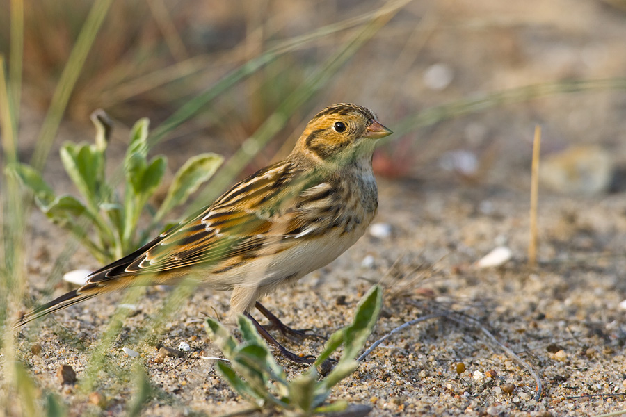 Lapland Bunting