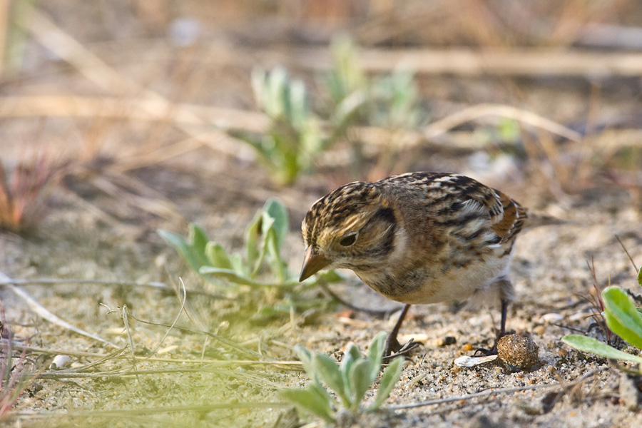 Lapland Bunting