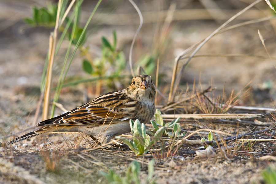 Lapland Bunting