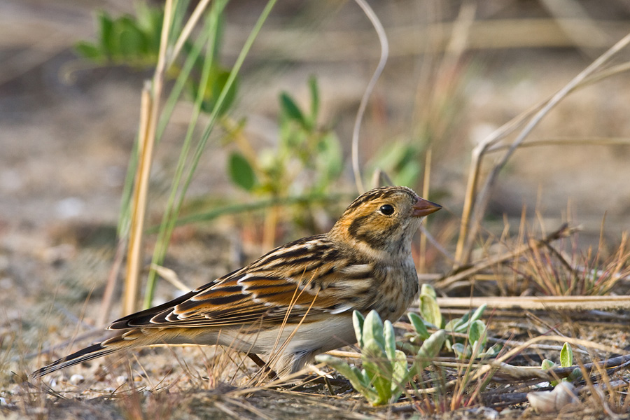 Lapland Bunting