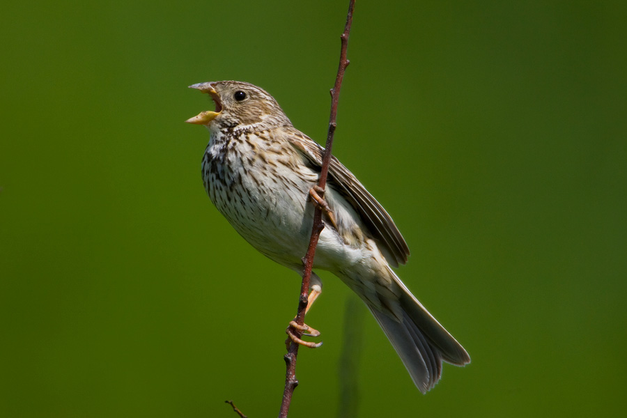 Corn Bunting