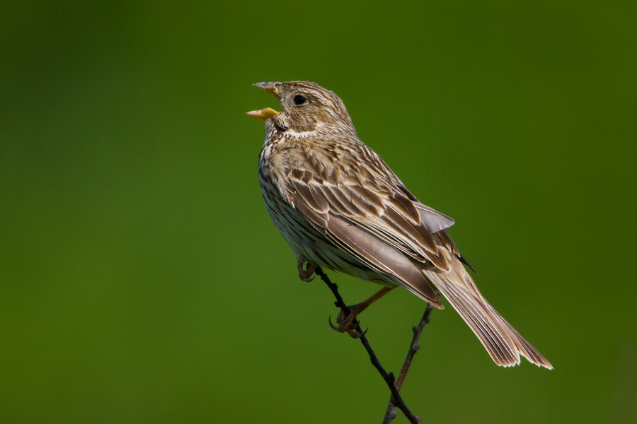 Corn Bunting