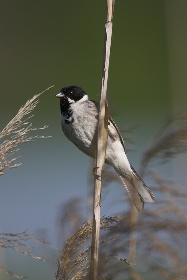 Reed Bunting