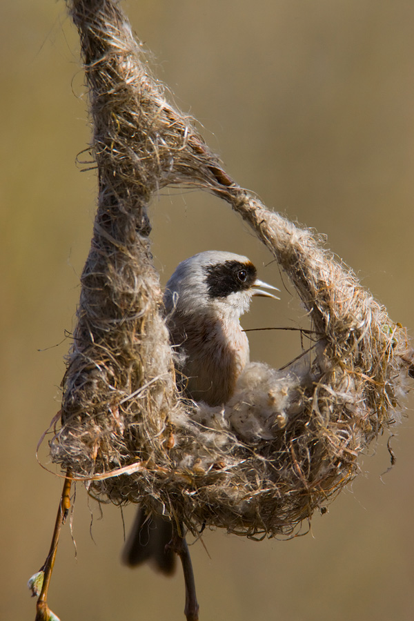 Penduline Tit