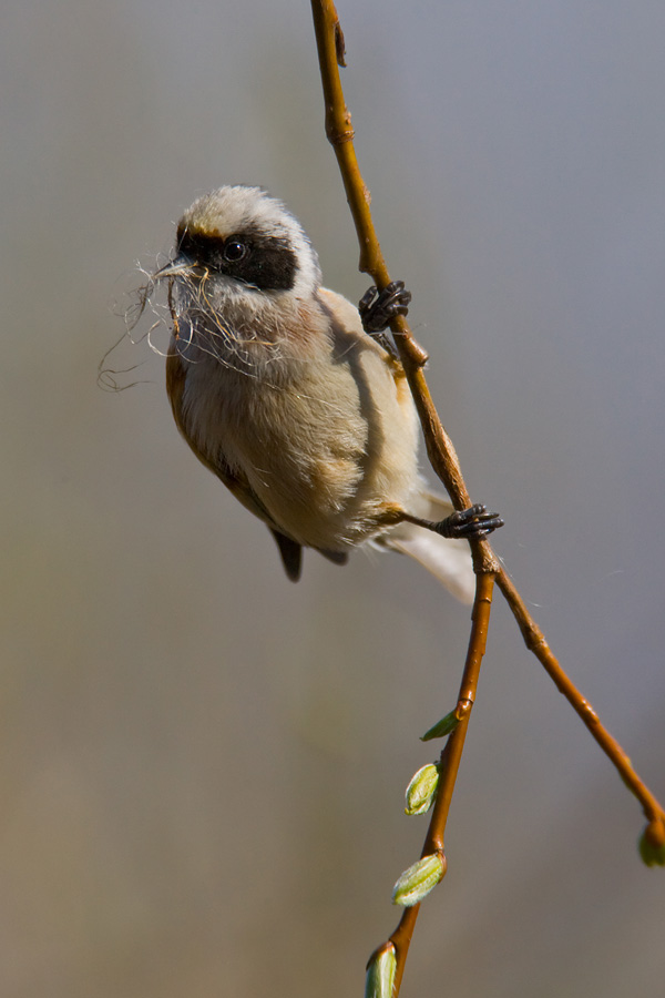 Penduline Tit