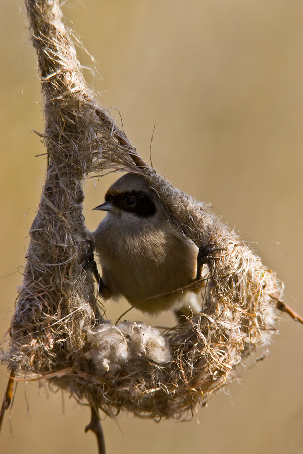 Penduline Tit