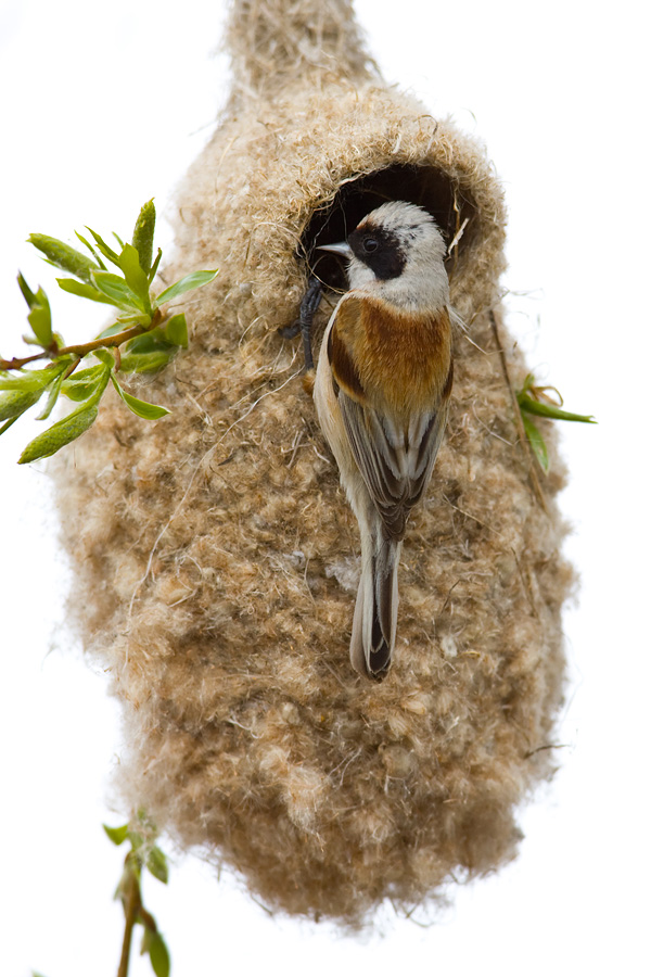 Penduline Tit