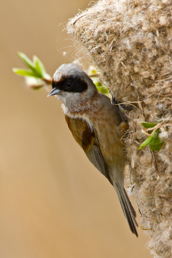 Penduline Tit