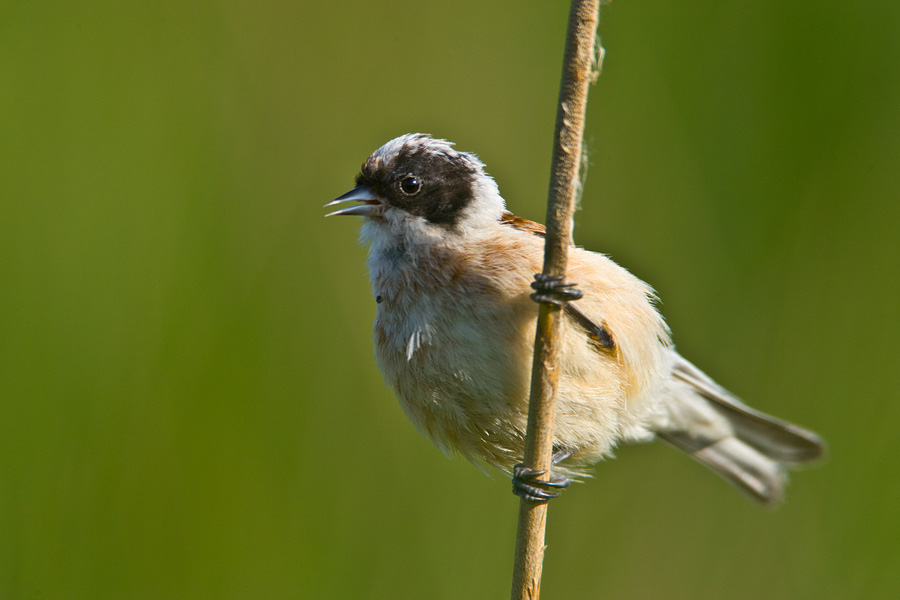 Penduline Tit