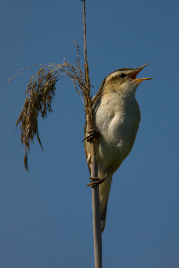 Sedge Warbler