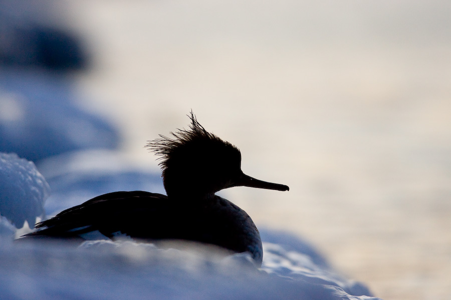 Red-breasted Merganser