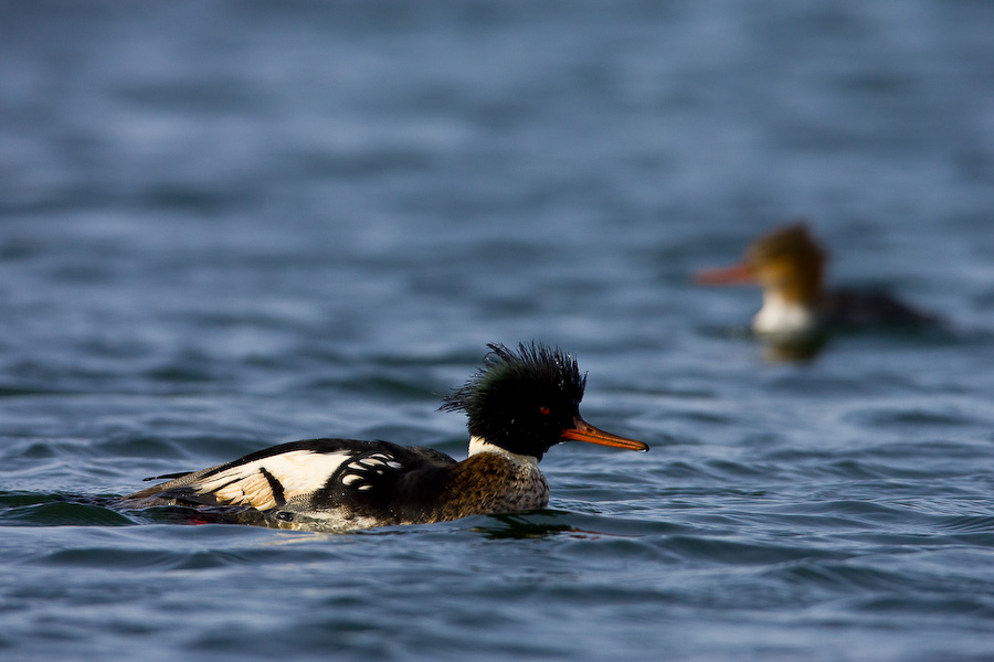 Red-breasted Merganser